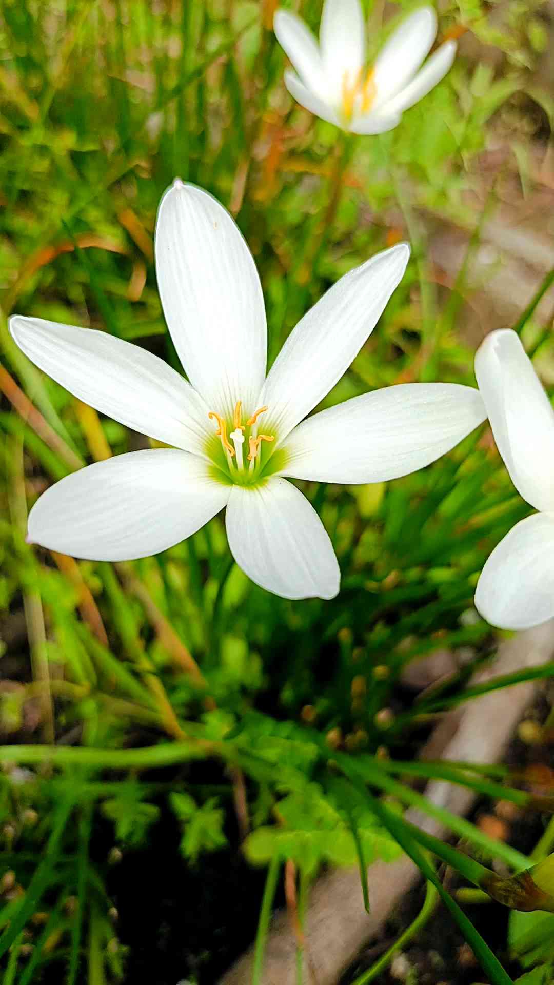 บัวดินสีขาว (Candida) ชุด 10 หัว