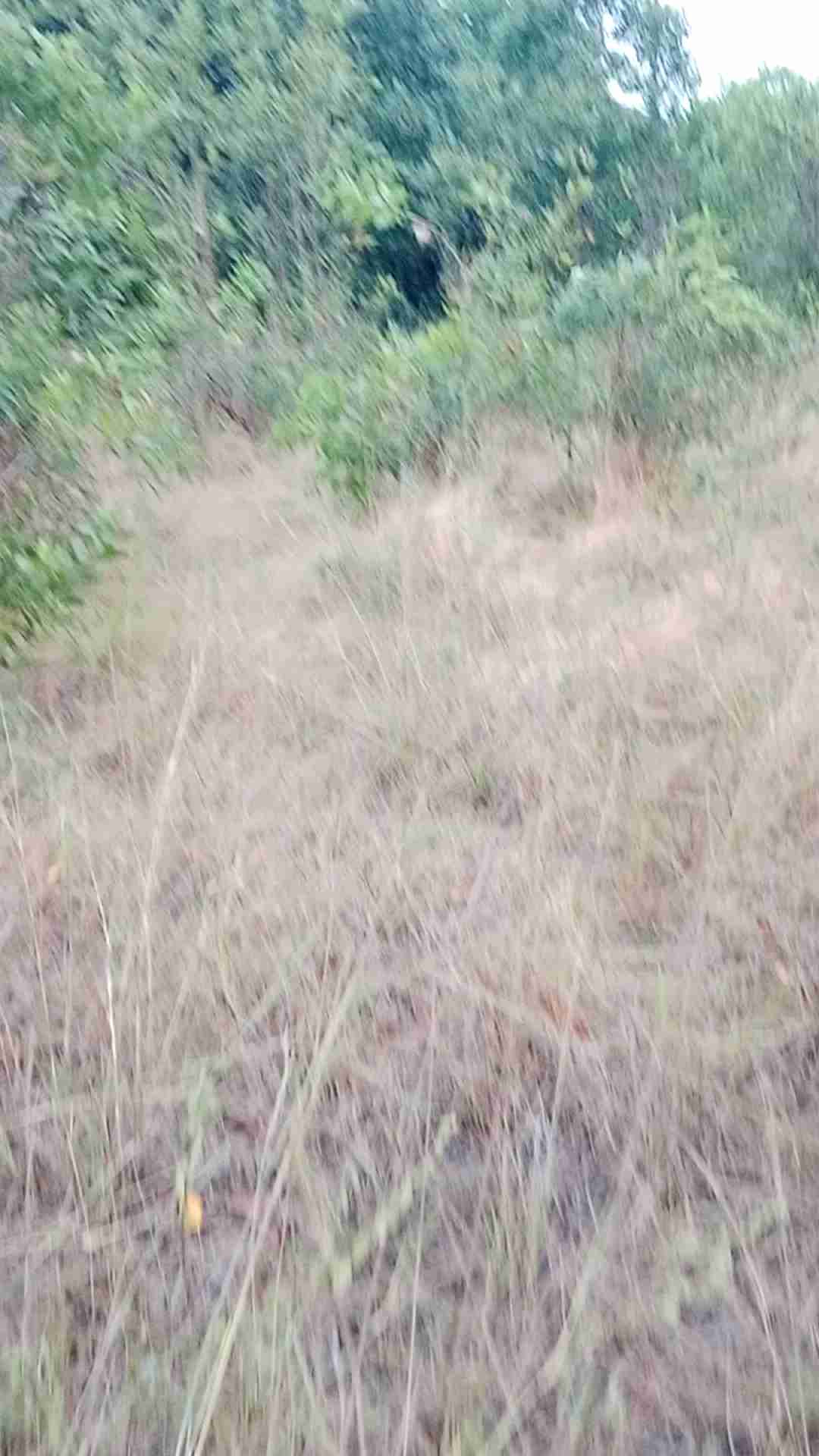 Pulut Burung Racikan: Makanan Khas Indonesia Untuk Diet Rendah Kalori