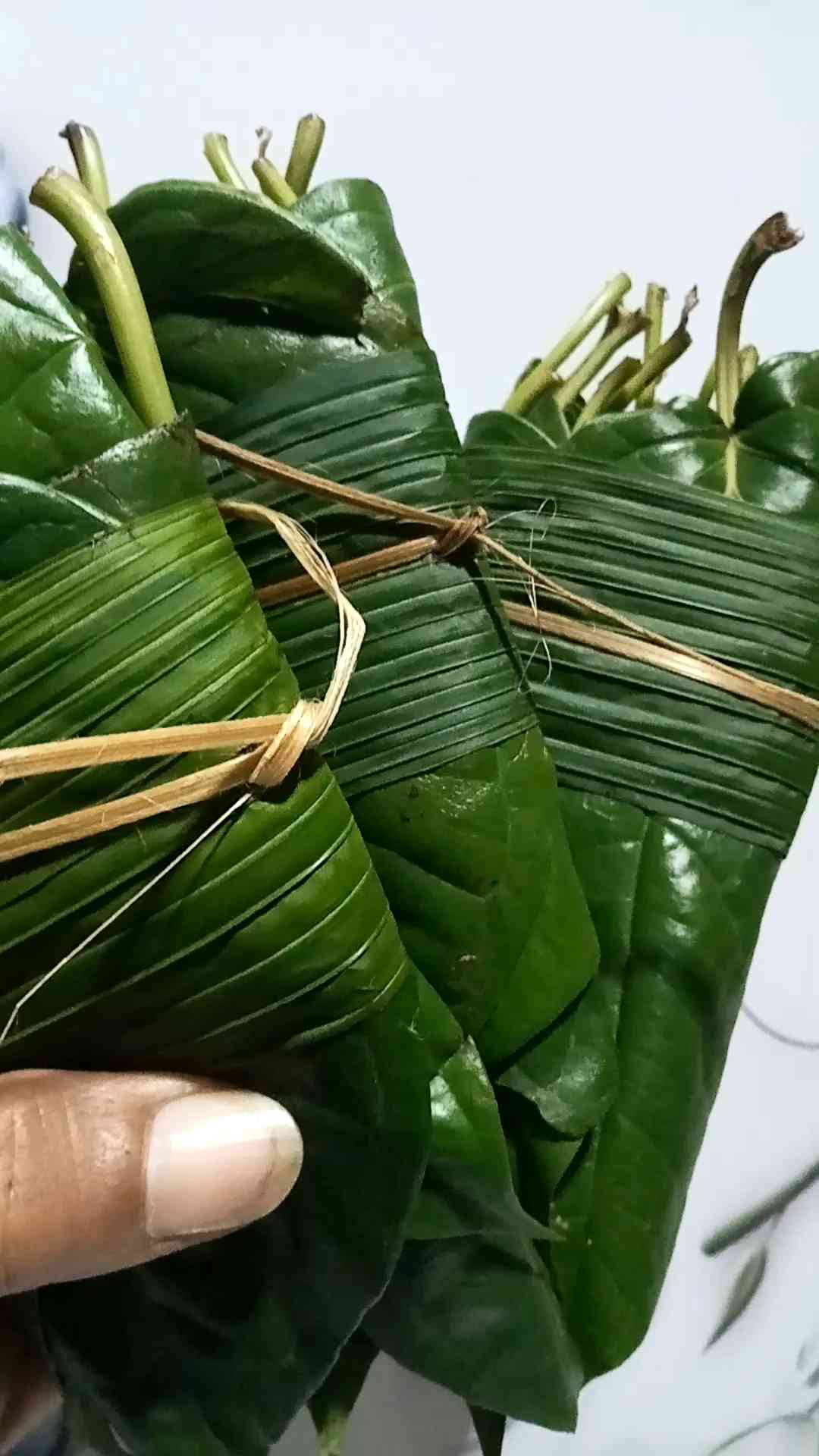 Daun Sirih Hijau bermanfaat