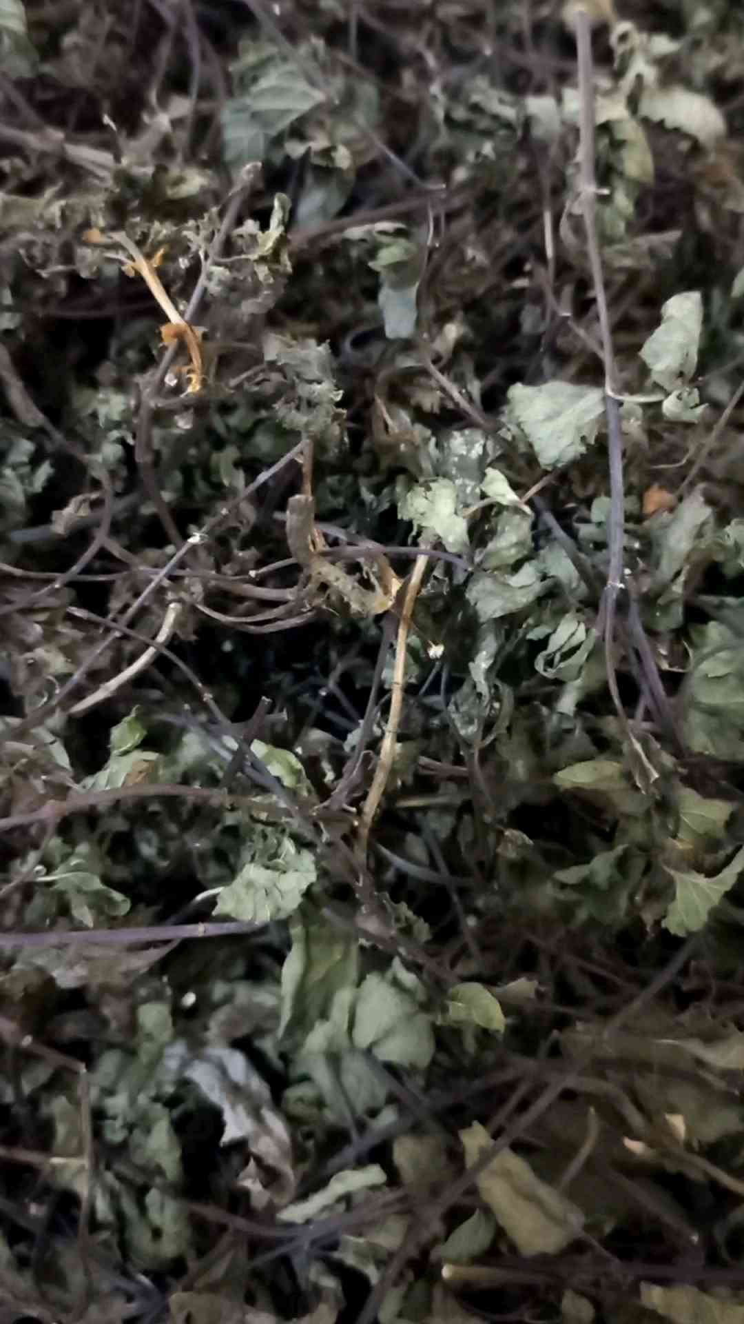 teh daun mint kering original 250 gram