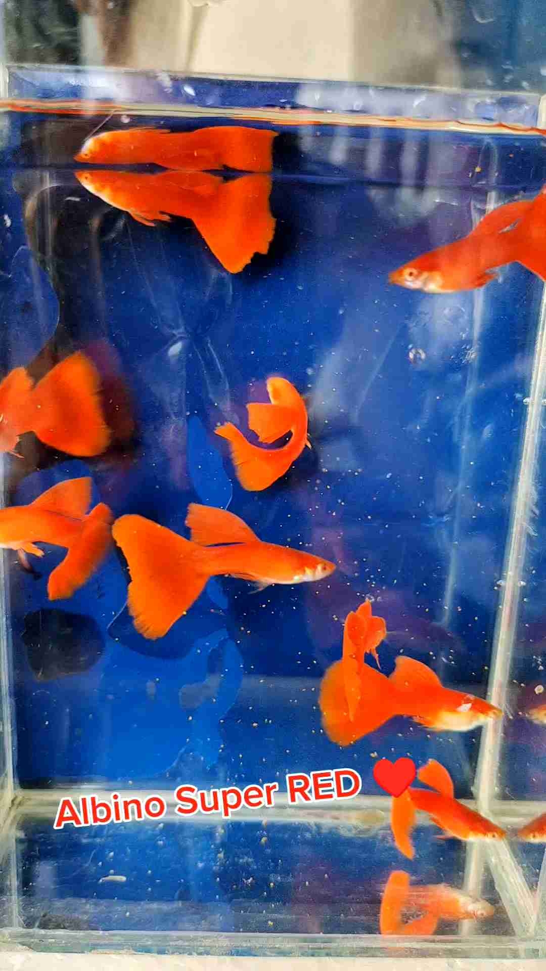 {D&G Aquatic} Albino Super RED Guppy/白子全红孔雀鱼/Size 2.5 cm+- | Lazada